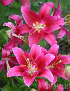 Menu Cobra Oriental Lily Jumbo Pack -plant shop 77451 cobra oriental lilies 2