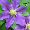 Menu Carnival Clematis -plant shop 77452 1