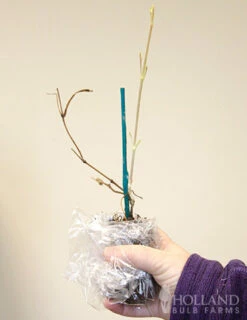 Menu Carnival Clematis -plant shop 77452 carnival clematis 2 1