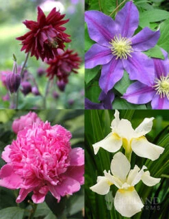 Menu Late Spring Perennial Garden