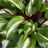 Menu Raspberry Sundae Hosta -plant shop 77471 raspberry sundae hosta