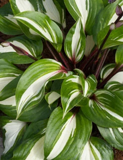 Menu Raspberry Sundae Hosta