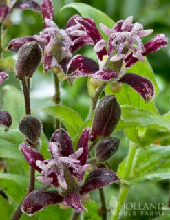 Menu Raspberry Mousse Toadlily 9 Menu Raspberry Mousse Toadlily -plant shop 77475 raspberry mousse toad lily 2