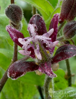 Menu Raspberry Mousse Toadlily 8 Menu Raspberry Mousse Toadlily -plant shop 77475 raspberry mousse toad lily 3