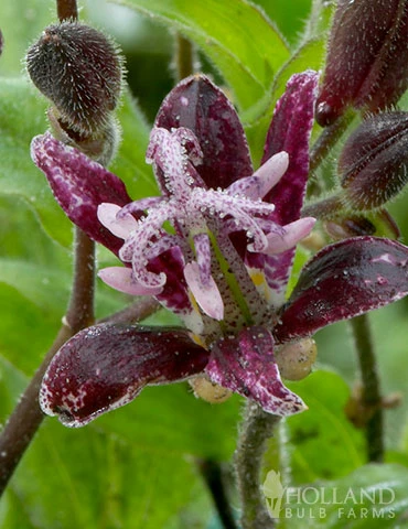 Menu Raspberry Mousse Toadlily 5 Menu Raspberry Mousse Toadlily - Image 3