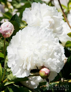 Menu Peony Collection -plant shop 77476 shirley temple peony 1