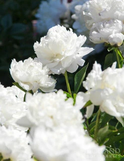 Menu Shirley Temple Peony -plant shop 77476 shirley temple peony 2