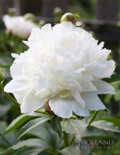 Menu Peony Collection -plant shop 77476 shirley temple peony 3 1