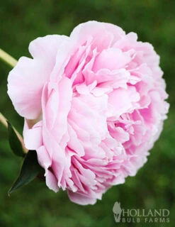 Menu Peony Collection -plant shop 77477 sarah bernhardt peony 2 2