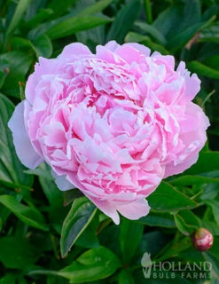 Menu Peony Collection -plant shop 77477 sarah bernhardt peony 4 2