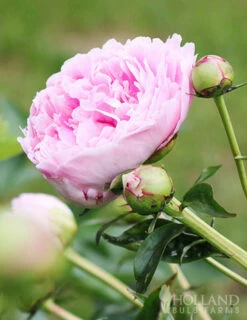 Menu Peony Collection -plant shop 77477 sarah bernhardt peony 6