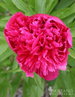 Menu Peony Collection -plant shop 77478 karl rosenfield peony 2