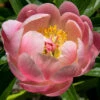 Menu Coral Sunset Peony -plant shop 77484 coral sunset peony