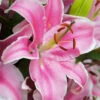 Menu Curly Sue Oriental Lily Jumbo Pack 1 Menu Curly Sue Oriental Lily Jumbo Pack -plant shop 77493