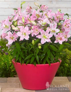 Menu Curly Sue Oriental Lily Jumbo Pack -plant shop 77493 curly sue oriental lily