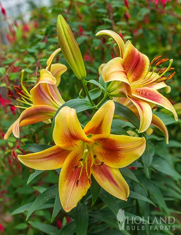 Menu Montego Bay Orienpet Lily 5 Menu Montego Bay Orienpet Lily - Image 3