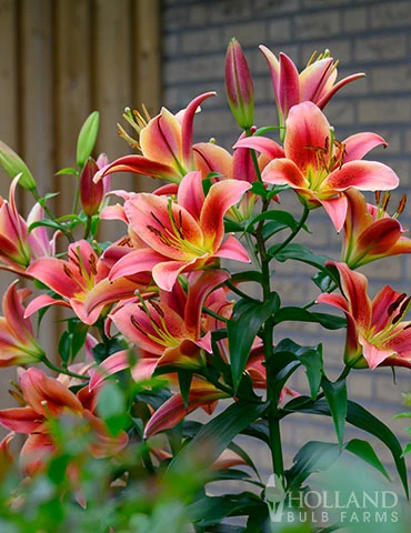 Menu Montego Bay Orienpet Lily 6 Menu Montego Bay Orienpet Lily - Image 4