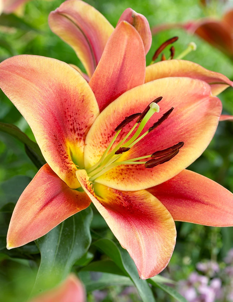 Menu Montego Bay Orienpet Lily 3 Menu Montego Bay Orienpet Lily