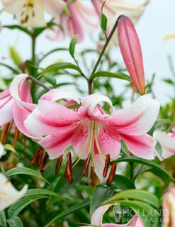 Menu Anastasia Orienpet Lily -plant shop 77497 anastasia orienpet lily 4