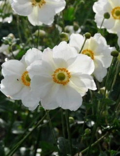 Menu Part Sun Perennial Garden Collection 24 Menu Part Sun Perennial Garden Collection -plant shop 77502