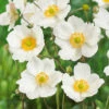 Menu Honorine Jobert Anemone 1 Menu Honorine Jobert Anemone -plant shop 77502 honorine jobert anemone 3 1