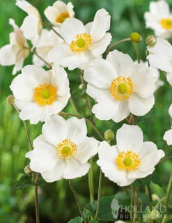 Menu Part Sun Perennial Garden Collection 23 Menu Part Sun Perennial Garden Collection -plant shop 77502 honorine jobert anemone 3