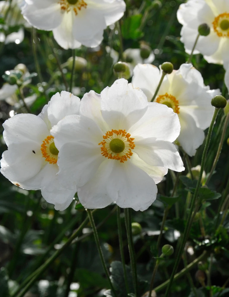 Menu Part Sun Perennial Garden Collection 13 Menu Part Sun Perennial Garden Collection - Image 11