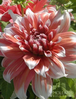Menu Shimmering Sunset Dahlia Collection -plant shop 77504 frost nip dahlia 2