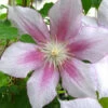 Menu Pink Delight Clematis -plant shop 77505