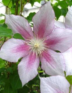 Menu Pink Delight Clematis