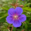 Menu Kaya Cranesbill (Hardy Geranium) -plant shop 77515 kaya cranesbill