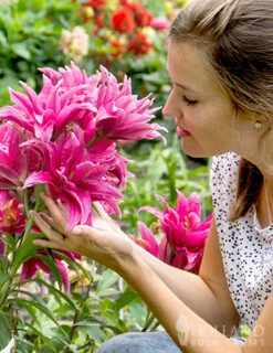 Menu Rose Lily Elena Double Oriental Lily 5 Menu Rose Lily Elena Double Oriental Lily -plant shop 77517 rose lily elena