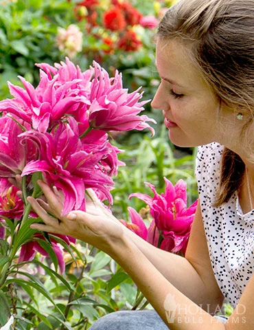 Menu Rose Lily Elena Double Oriental Lily 4 Menu Rose Lily Elena Double Oriental Lily - Image 2