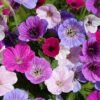 Menu Breeders Mix Hardy Geranium