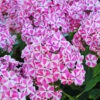 Menu Peppermint Twist Tall Phlox -plant shop 77522 peppermint twist tall phlox
