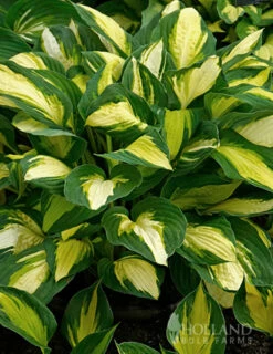 Menu Fancy Foliage Collection -plant shop 77524 color festival hosta 3 1
