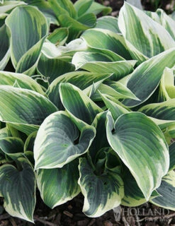 Menu Blue Hosta Collection -plant shop 77525 el nino hosta 2