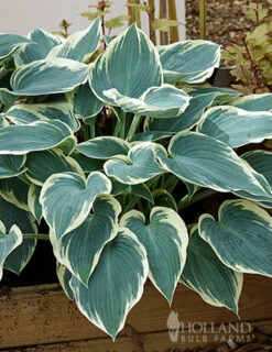 Menu Blue Hosta Collection -plant shop 77525 el nino hosta