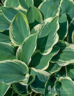 Menu Blue Hosta Collection -plant shop 77525 el nino hosta 3