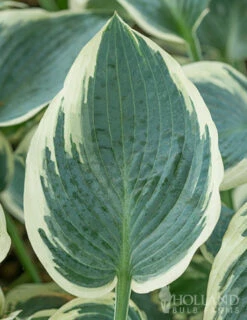 Menu Blue Hosta Collection -plant shop 77525 el nino hosta 5