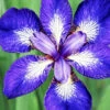Menu I See Stars Siberian Iris