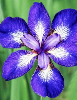 Menu I See Stars Siberian Iris