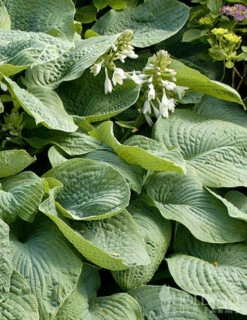 Menu Blue Hosta Collection -plant shop 77528 abiqua drinking gourd hosta 2