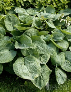 Menu Abiqua Drinking Gourd Hosta