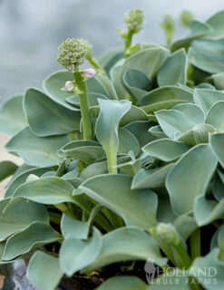 Menu Blue Hosta Collection -plant shop 77529 blue mouse ears hosta 1