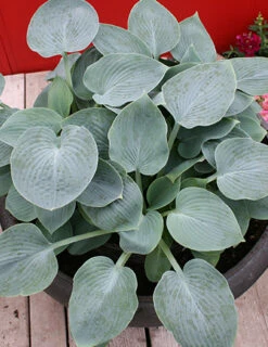 Menu Blue Hosta Collection -plant shop 77529a 1