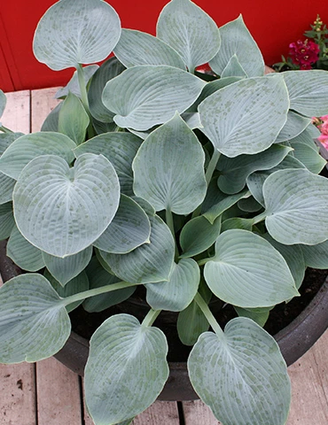Menu Blue Mouse Ears Hosta 4 Menu Blue Mouse Ears Hosta - Image 2