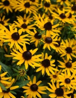 Menu Little Goldstar Rudbeckia