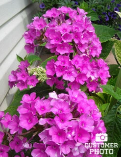 Menu Purple Flame Tall Phlox -plant shop 77538 purple flame tall phlox