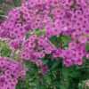 Menu Purple Flame Tall Phlox -plant shop 77538 purple flame tall phlox 3